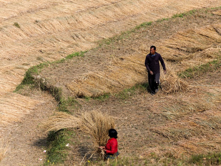 A rural scene of two farmers harvesting rice in a sunlit field, depicting traditional agriculture.